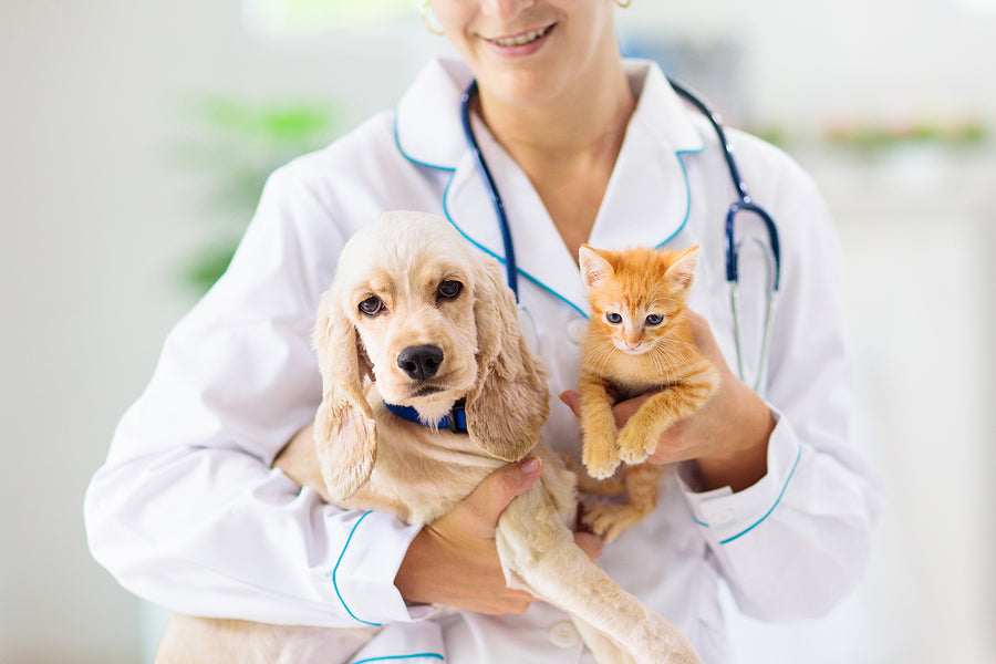 🐱 The Importance of Regular Vet Visits for Pets