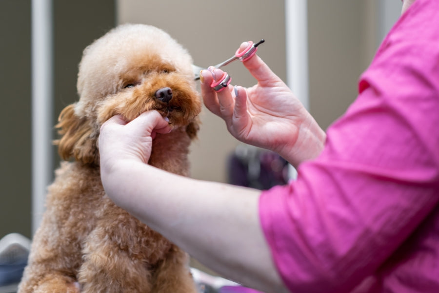 🌿 The Hidden Benefits of Regular Grooming for Pets
