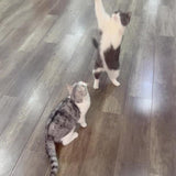ParrotPlay Cat Toy