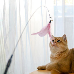 Cat Teaser Stick & Laser Pen