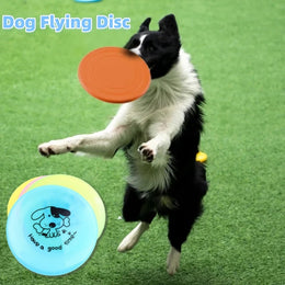 Pet Training and Educational Toys